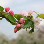 Fleur de pommier.