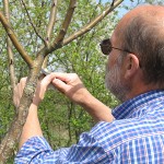 Entretien des arbres au verger conservatoire