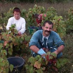Les vendanges à Fontaine-lès-Dijon