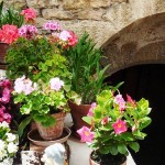 Fleurissement cour Bachellier