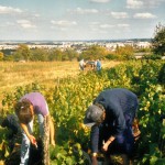 Vendanges en 2000 avant l'urbanisation des Champs Rémy